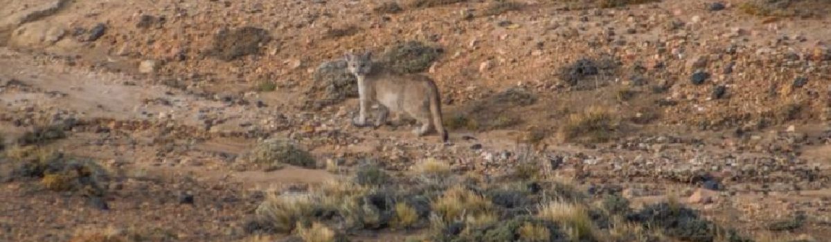 puma desde lejos