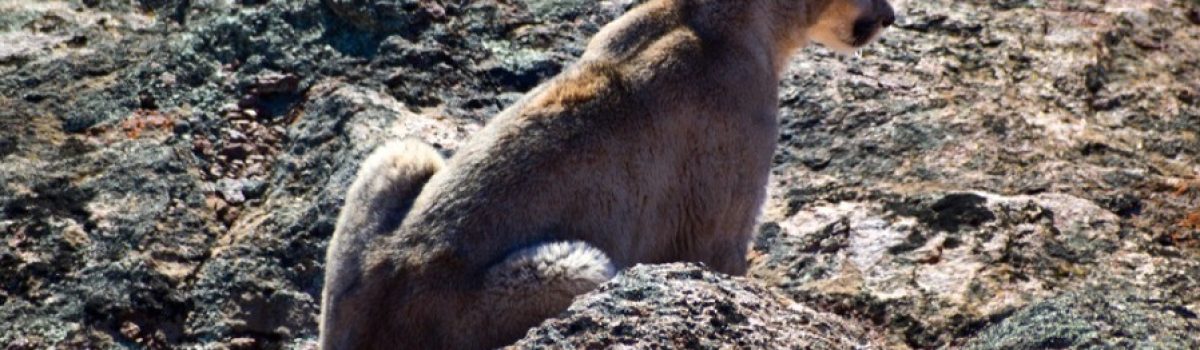 puma