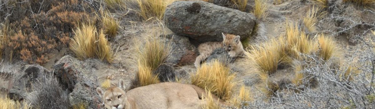 puma y cria en parque