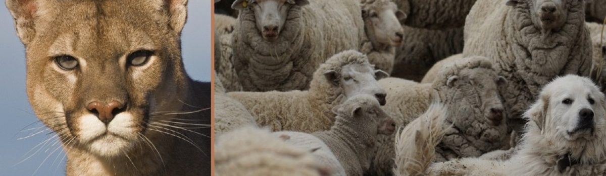 puma y ovejas