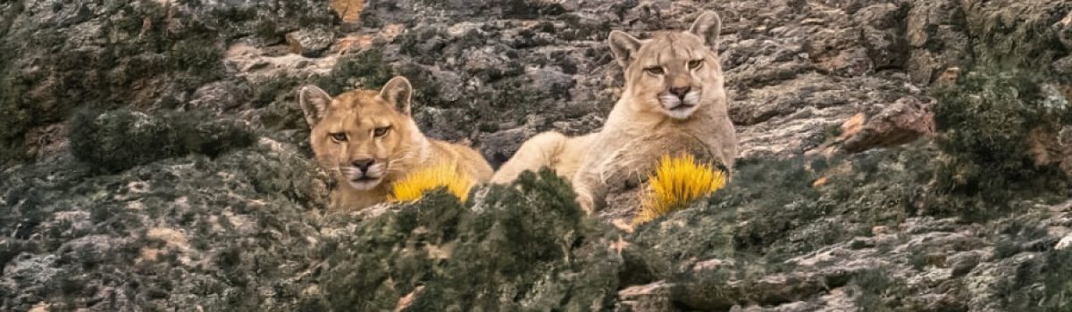 pumas descamsando Felipe Menzella 8