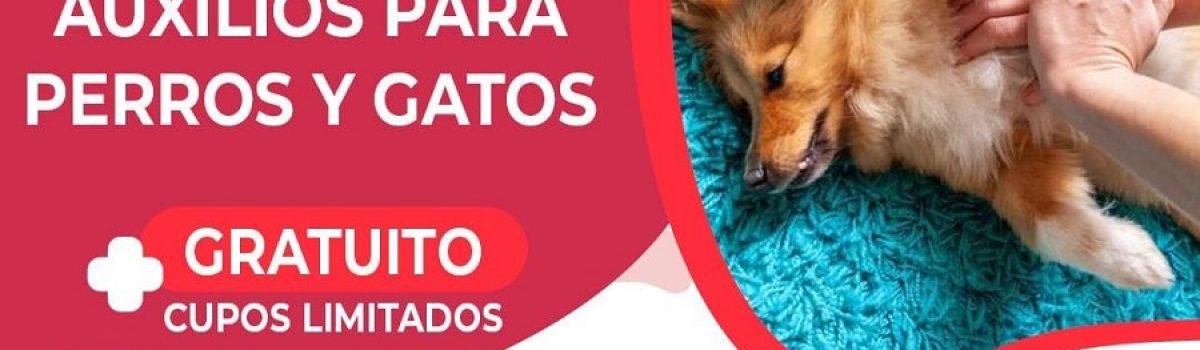 rcp mascotas