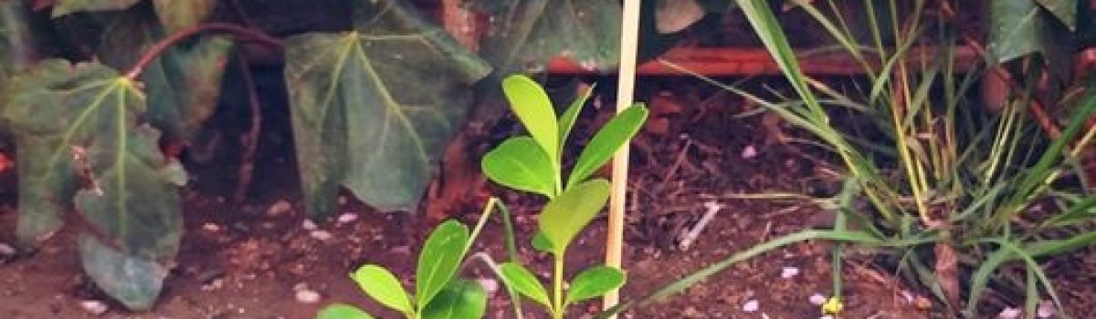 regalo planta muni ambiente 2020