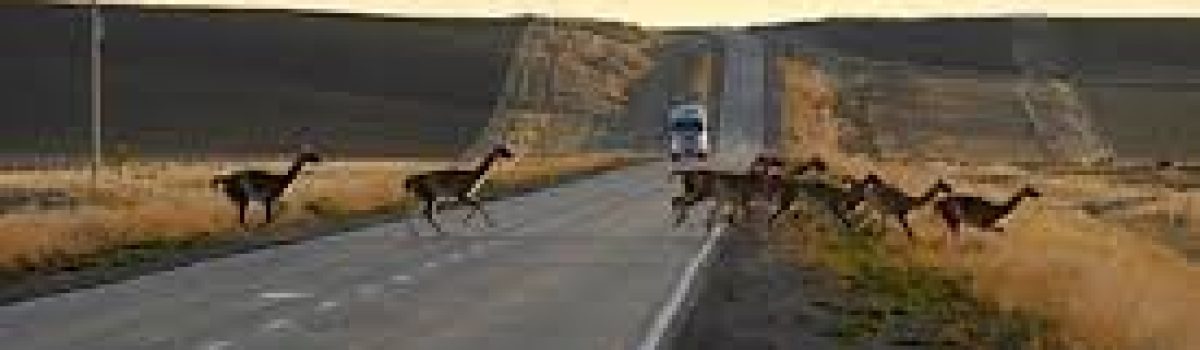 ruta guanaco