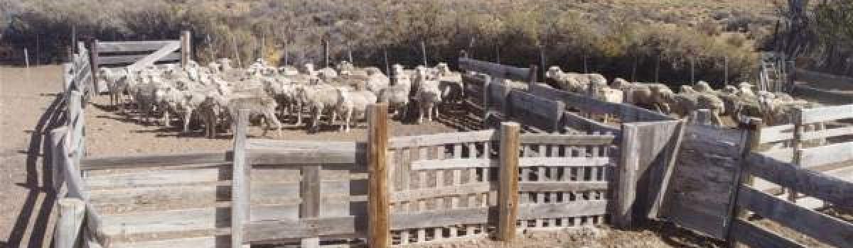 suboficial campo ovejas