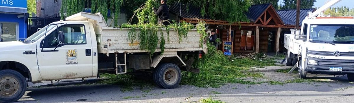 trabajo poda en calles de LA
