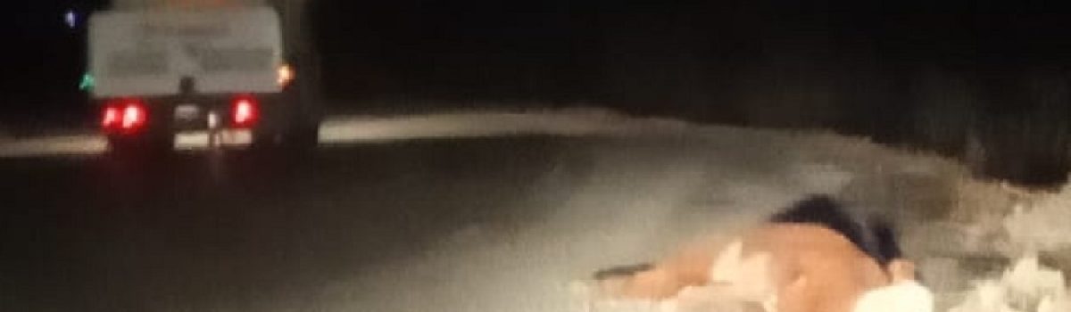 vacuno muerto ruta