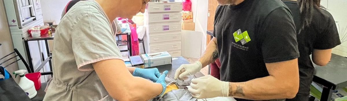 zoonosis castrando