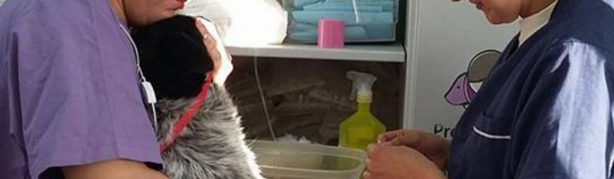 zoonosis perro