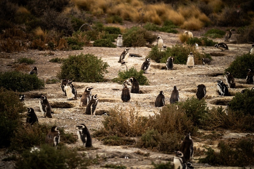 pelicula patagonia pinguinos