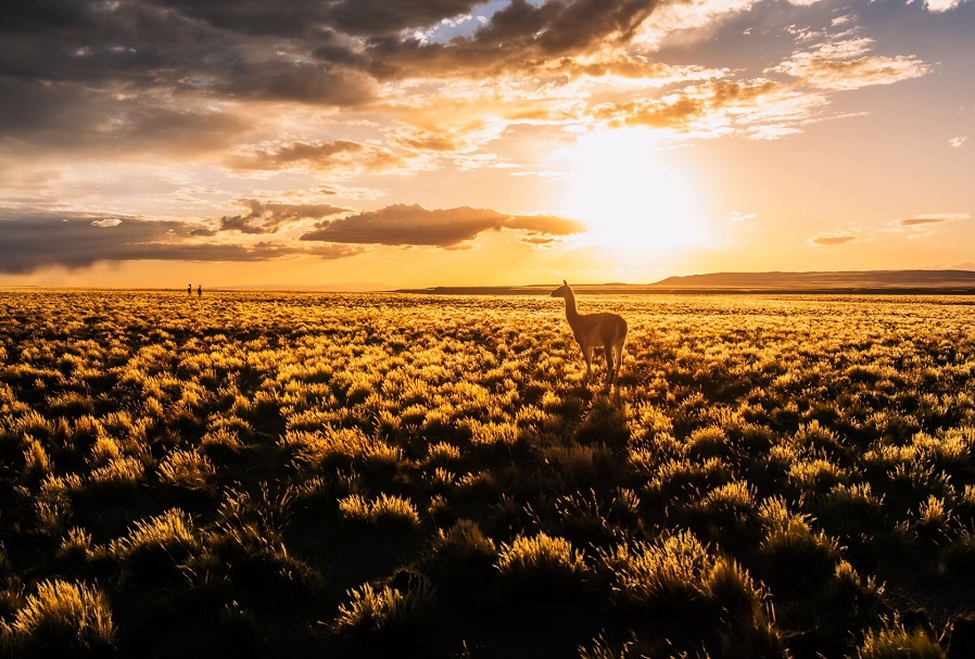 guanaco atardecer