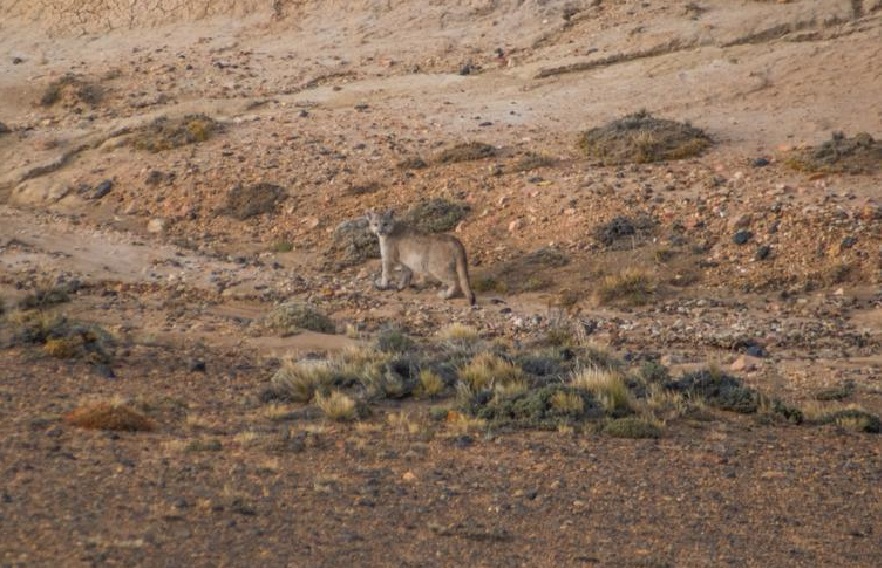 puma desde lejos